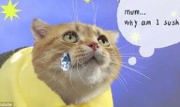 可爱的猫咪吃瓜,萌态十足引网友爆笑