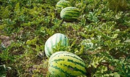 上饶市吃瓜,瓜果飘香，品味生活