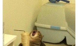 绘画吃瓜避雷,揭秘绘画中的“吃瓜”陷阱与技巧