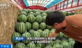 马姐姐沛县吃瓜,一场美食与文化的盛宴