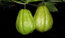 佛手瓜叶尖怎么吃,佛手瓜叶尖的多样食法探索