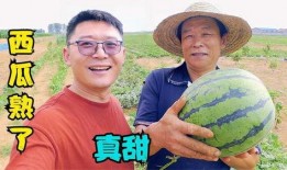 梦见在老家摘瓜吃瓜,瓜香四溢的摘瓜记忆