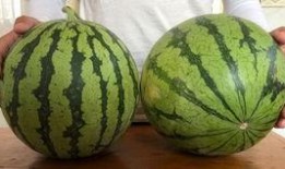 梦见偷西瓜吃瓜,偷瓜吃瓜的奇幻之旅