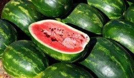 各类吃瓜视频合集,盘点那些让人笑到肚子疼的吃瓜视频合集