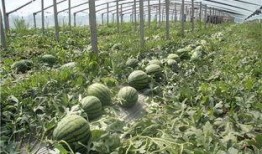 青岛吃瓜站,揭秘青岛美食圈的热辣新鲜事