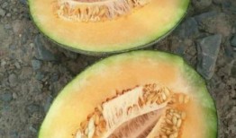 瓜熟了还可以吃,探索成熟瓜果的独特风味