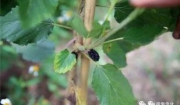 真桑瓜怎么吃,解锁美味新体验