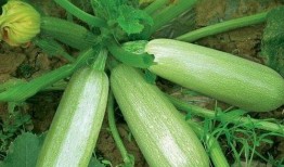 吃中药能吃茭瓜,茭瓜助力中药疗效提升