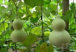 怀孕梦见吃葫芦瓜,葫芦瓜的寓意与启示