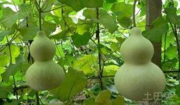 怀孕梦见吃葫芦瓜,葫芦瓜的寓意与启示