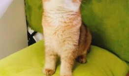 法国猫舍吃瓜,揭秘猫咪界的“吃瓜群众”