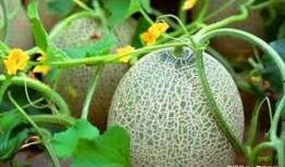 哈密瓜幼瓜能淹着吃吗,可直接食用的新鲜美味