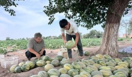 马姐姐沛县吃瓜,一场美食与文化的盛宴