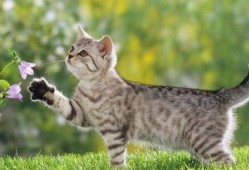 猫咪直播回放吃瓜,猫咪回放吃瓜瞬间，萌态百出引网友热议