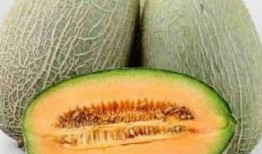 哈密瓜能否煮着吃,从鲜甜到煮食，探索美味新境界