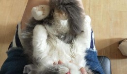 法国猫舍吃瓜,揭秘猫咪界的“吃瓜群众”