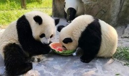 带你吃瓜 大熊猫,揭秘“吃瓜”萌宝的日常生活