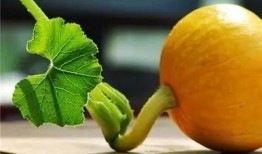 夏吃叶还是瓜,夏日消暑美食指南