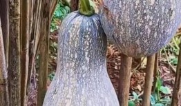 去年8月吃瓜,真相与反转