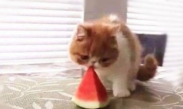 不醒喵吃瓜,揭秘娱乐圈那些鲜为人知的幕后故事