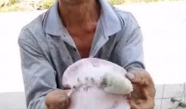 吃瓜中年大叔图片,揭秘瓜界风云