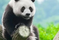 熊猫一二吃瓜头像,揭秘网络红人背后的故事