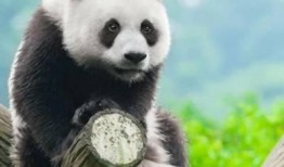 熊猫一二吃瓜头像,揭秘网络红人背后的故事