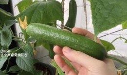 梦见在老家摘瓜吃瓜,瓜香四溢的摘瓜记忆