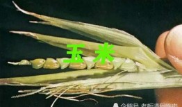 吃瓜的苞米女孩,揭秘娱乐圈那些事儿