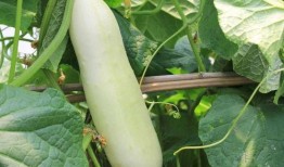 白皮大园瓜怎样吃,白皮大园瓜的多彩食法探索