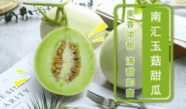 魔都吃胖瓜,跟随吃胖瓜探寻上海滩的味蕾盛宴