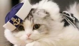 猫咪直播回放吃瓜,猫咪回放吃瓜瞬间，萌态百出引网友热议