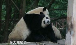 带你吃瓜 大熊猫,揭秘“吃瓜”萌宝的日常生活