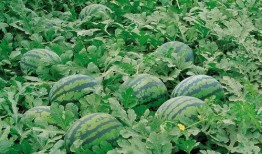 巴州吃瓜群,揭秘当地美食文化盛宴