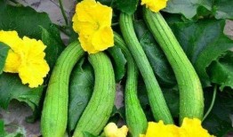 可以连皮吃的瓜,揭秘可连皮食用的神奇瓜果