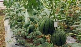 合肥小老头吃瓜,瓜界风云录