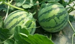 上海新冠吃瓜,吃瓜群众视角下的疫情观察