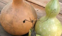 怀孕梦见吃葫芦瓜,葫芦瓜的寓意与启示