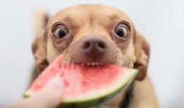 狗可以吃拉瓜吗,拉瓜是否适合宠物犬食用？