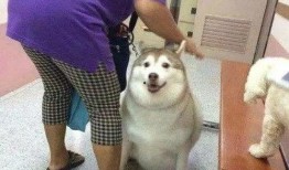 狗可以吃拉瓜吗,拉瓜是否适合宠物犬食用？