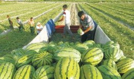 巴州吃瓜群,揭秘当地美食文化盛宴