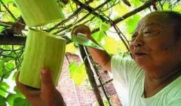 砍瓜就这样吃,探索独特美味的新吃法