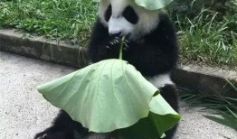 熊猫一二吃瓜头像,揭秘网络红人背后的故事