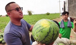 广东天天吃瓜,瓜果飘香，生活多姿多彩