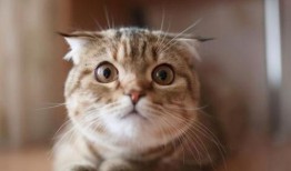 可爱的猫咪吃瓜,萌态十足引网友爆笑