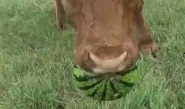 牛牛吃瓜网,揭秘娱乐圈幕后故事，带你走进明星真实生活