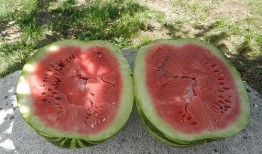 梦见煮瓜吃,煮瓜食趣，探寻梦境中的美食奥秘