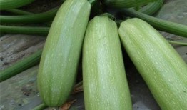 吃经瓜好处,吃西瓜的五大益处揭秘