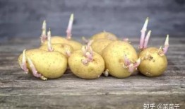 吃土豆长大的瓜,探寻农耕文化的绿色传承