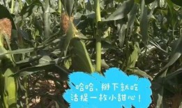 吃瓜的苞米女孩,揭秘娱乐圈那些事儿